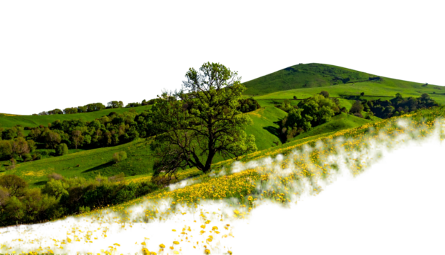 Rolling green hills dotted with trees under a bright sky; vibrant yellow flowers in foreground