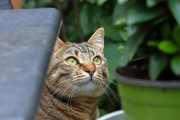 Obraz premium gattina nel giardino