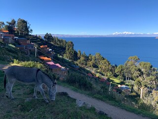 Panoramic view from Yumani at Isla del Sol over endless Lake Titikaka, Bolivia to mountain ridge of Cordillera Real with snow covered Ancohuma and Calzada peaks. Leashed donkey grazing in foreground.