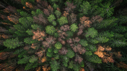 Aerial autumn forest with many trees and leaves on the ground. The leaves are yellow and brown. trees are tall and spreading. Autumn forest background view from above, drone photo