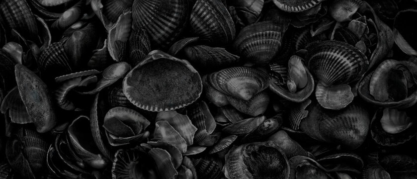 A pile of black shells with some of them broken. shells are of different sizes. Concept of abundance and variety