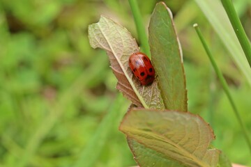Korbweiden-Blattkäfer (Gonioctena viminalis)