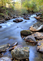 stream in the forest