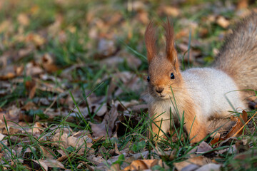 A close-up shot of a curious Eurasian red squirrel (Sciurus vulgaris) with prominent ear tufts, standing on the ground covered in green grass and dry autumn leaves.