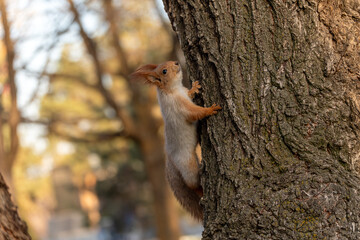 A small red squirrel (Sciurus vulgaris) with fluffy fur is climbing up the trunk of a large tree in a park or forest. The squirrel is captured from the side, looking up.
