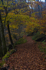 Durch den Urwald am Rande der Stadt Saarbrücken, das wilde Steinbachtal, Saarland