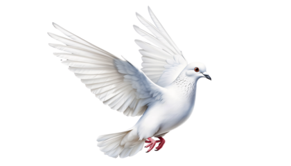 White dove flying isolated on a transparent background