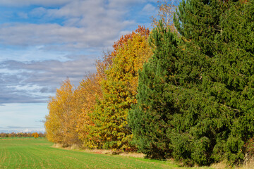 Trees by field in Autumn