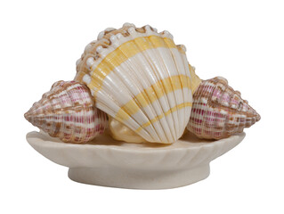 Seashell arrangement with yellow and brown striped shells on white ceramic dish, isolated on transparency background, evokes coastal and tranquil atmosphere, perfect for home decor accents