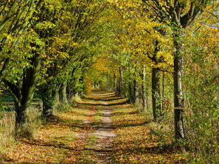 Naklejka premium Footpath and trees in Autumn