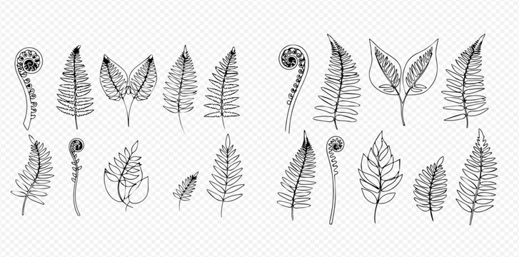 Hand-drawn collection of various fern leaves and fronds illustrations.