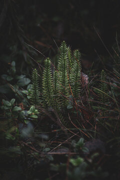 Closeup of club moss plants in wet nordic forest