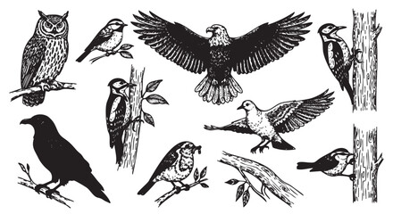 Obraz premium Black and white vector illustration of various bird species including an owl, woodpeckers, eagle, dove, raven, and sparrows perched and in flight.