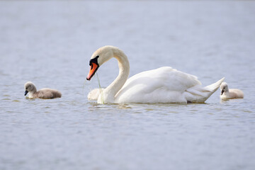 Mute Swans with cygnets on a lake eating vegetation ( Cygnus Olor )