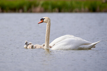 Obraz premium Mute Swans with cygnets on a lake eating vegetation ( Cygnus Olor )