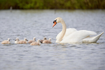 Fototapeta premium Mute Swans with cygnets on a lake eating vegetation ( Cygnus Olor )