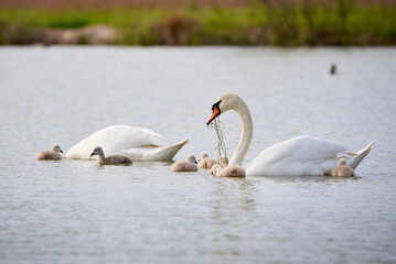Fototapeta premium Mute Swans with cygnets on a lake eating vegetation ( Cygnus Olor )