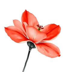 red flower watercolor illustration