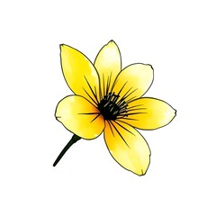 yellow flower watercolor illustration