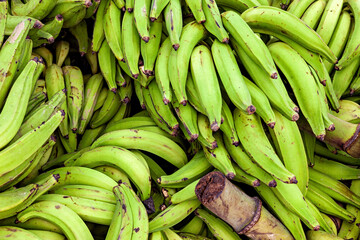 A harvest of green Bananas