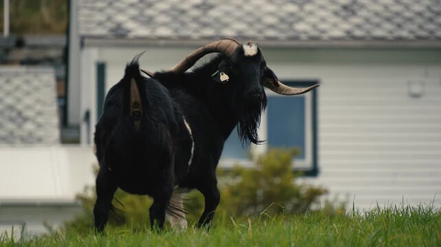 Black Goat in Rural Farm Setting with Prominent Horns, taking a dump.