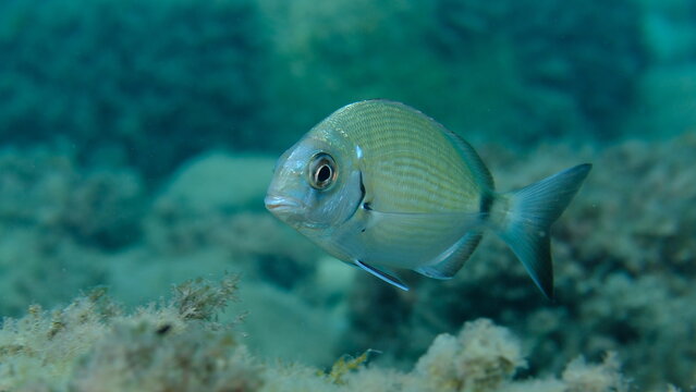 White seabream or sargo (Diplodus sargus) undersea, Ligurian Sea, Italy, Imperia