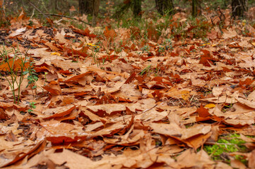 Path covered with fallen autumn leaves in forest, warm natural background for seasonal design.