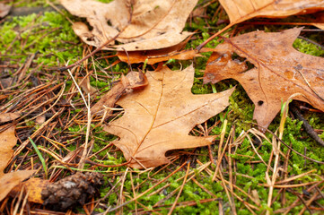 Autumn leaves of oak on forest ground, natural seasonal background with warm colors.