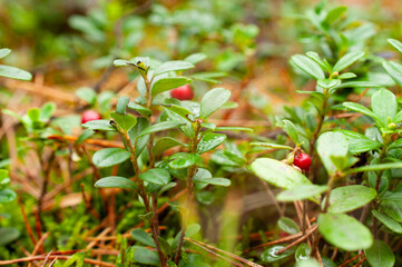 Close-up of lingonberry bush with red berries and green leaves in forest.