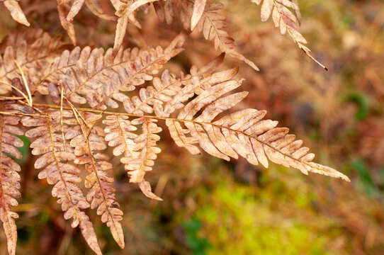 Close-up of dry fern leaf on forest ground in autumn, natural brown foliage background. - Powered by Adobe