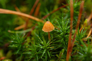 Close-up of tiny mushroom surrounded by lush green moss, calm autumn forest scene.