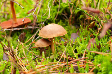 Two brown mushrooms growing among moss in forest, close-up autumn nature photo.