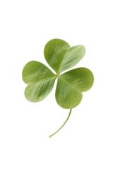 White background with clover. Weeds. Four-leaf clover.