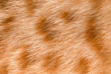 natural wool spotted tabby cat background