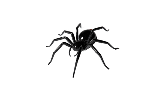 Black Spider: a detailed studio shot of a black spider standing, ready to pounce and showcase arachnid detail and the power of this arthropod