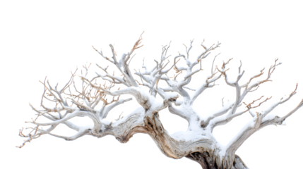 Snow-covered driftwood Christmas tree with twisted branches and white-washed texture, coastal winter vibe, isolated on white background