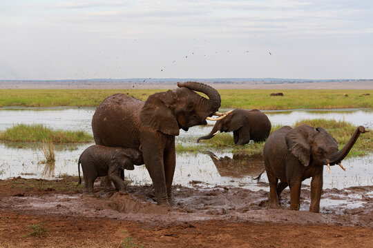 small group of african savanna elephants or loxodonta africana at watherhole covering their bodies in mud