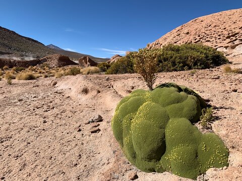 Bright green, mat-like shaped cushion plant Yareta or llareta that grows in Atacama desert and Puna grasslands. Aged thousands of years, flowering with yellow blossoms.