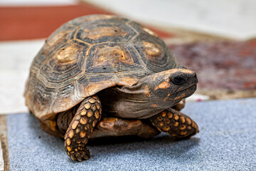 A Rock turtle (Chelonoidis carbonarius)