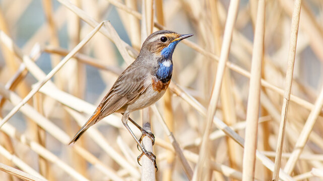 blue tit on a branch