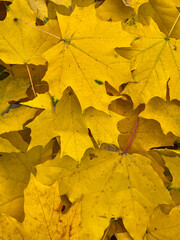Beautiful colorful fallen leaves on the ground. Texture of yellow , red and orange maple leaves. Autumn background.