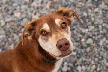Portrait of a sad, beautiful red dog on a pebble beach, close-up, soft selective focus. Stray animals.