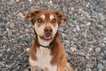 Portrait of a beautiful red dog on a pebble beach, close-up, soft selective focus. Stray animals.