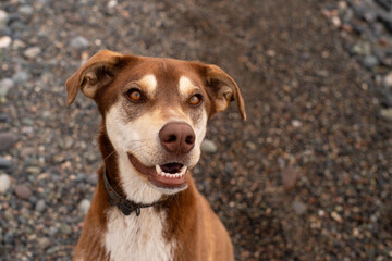 Portrait of a beautiful red dog on a pebble beach, close-up, soft selective focus. Stray animals.