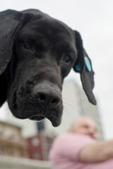 Portrait of a sad black long-eared dog relaxing on the seashore on an autumn day, close-up, soft focus. Stray animals