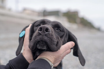 A man's arms embrace a sad black, long-eared dog on the seashore on an autumn day. Close-up, soft focus. Homeless street animals and people.