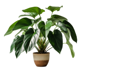 Lush, vibrant green houseplant with broad leaves in a modern two-tone ceramic pot, perfect for adding natural elegance and freshness to contemporary interior design and home decor