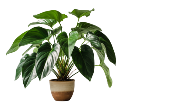 Lush, vibrant green houseplant with broad leaves in a modern two-tone ceramic pot, perfect for adding natural elegance and freshness to contemporary interior design and home decor