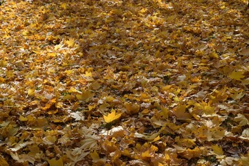 Autumn yellow fallen leaves on the ground. A natural carpet of yellow leaves