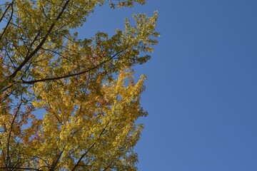 Obraz premium View of tree branches with beautiful autumn leaves against the blue sky